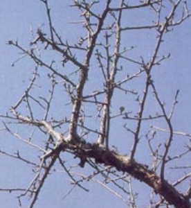 guggal (commiphora wightii)