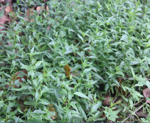 kalmegh (andrographis paniculata)