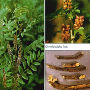 liquorice (glycyrrhiza glabra l.)