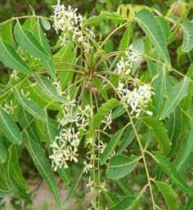 neem