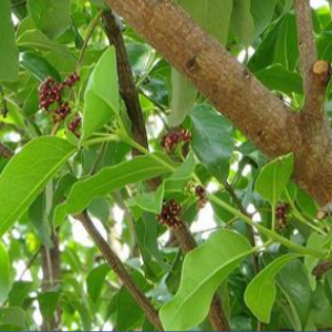 sandal wood tree (santalum album linn.)