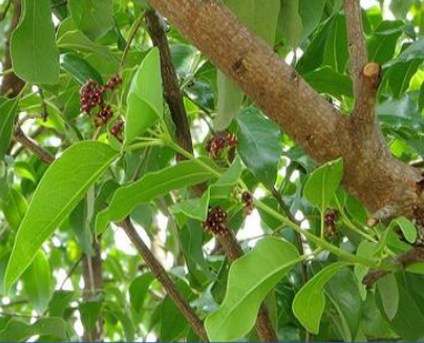 sandal wood tree (santalum album linn.) sandal wood tree (santalum album linn.)