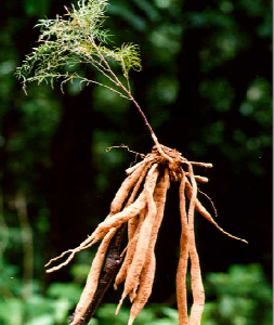 shatavari (asparagus racemosus)