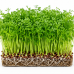 microgreen carrot seeds