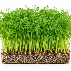 microgreen carrot seeds