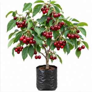 cherry