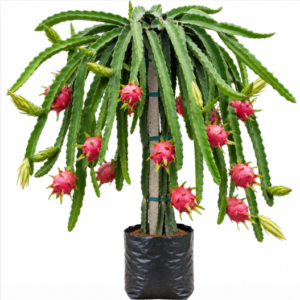 dragon fruit
