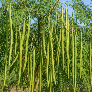 drumstick ( pkm variety)