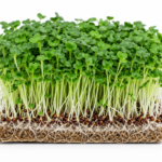 microgreen brocolli seeds