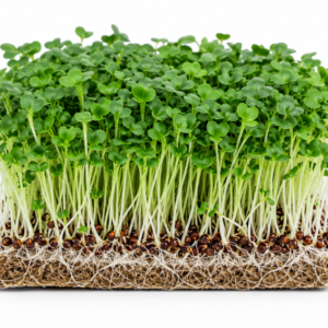microgreen brocolli seeds