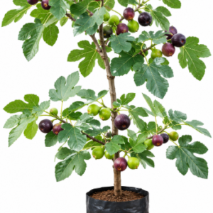 fig