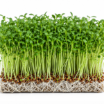 microgreen flax seeds