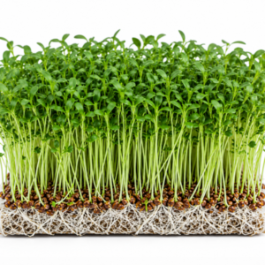 microgreen flax seeds