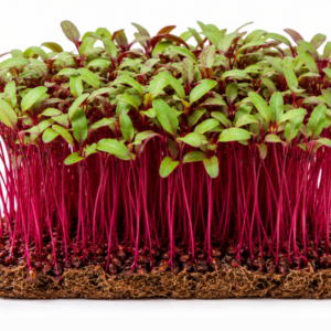 microgreen beetroot seeds