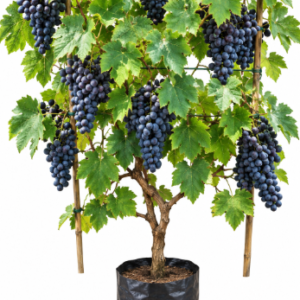grapes