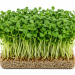 microgreen methi seeds