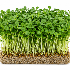 microgreen methi seeds