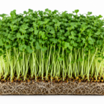 microgreen mustard seeds