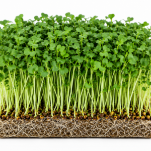 microgreen mustard seeds