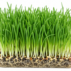 microgreen onion seeds