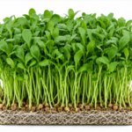 microgreen palak seeds