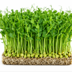 microgreen green peas seeds