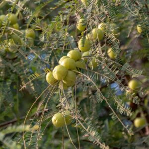 Detailed image of fresh green amla fruits on a tree branch in a natural setting.