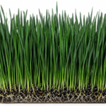microgreen black wheat grass