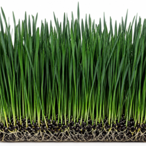 microgreen black wheat grass