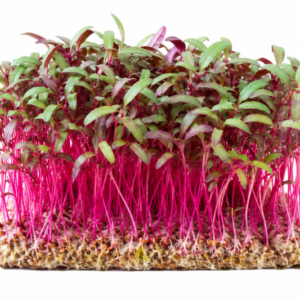 microgreen amaranthus seeds