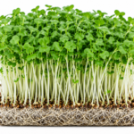 microgreen white radish seeds