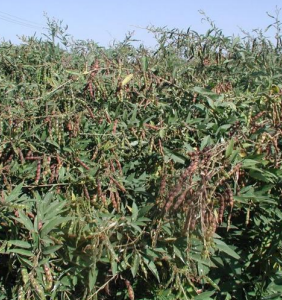 redgram (brg 3 variety)