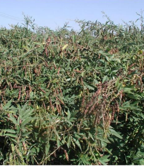 redgram (brg 3 variety) redgram (brg 3 variety)