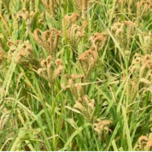 ragi seeds ( mr 6 variety)