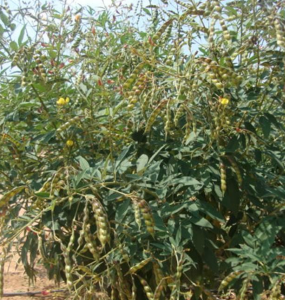 redgram (brg 5 variety)
