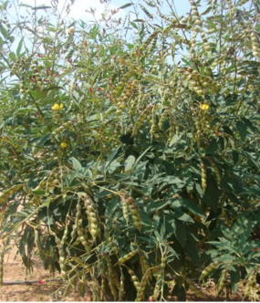 redgram (brg 5 variety) redgram (brg 5 variety)