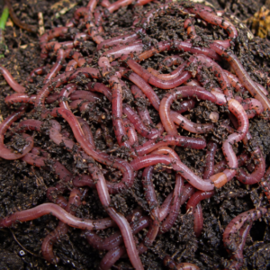 earthworms (live)