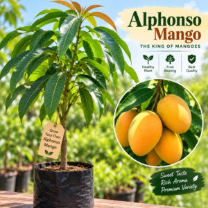 alphonso