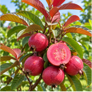 apple guave image