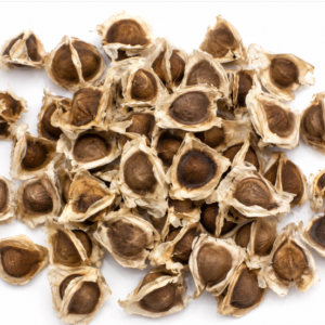 drumstick seeds bhagya (kdm 01) variety