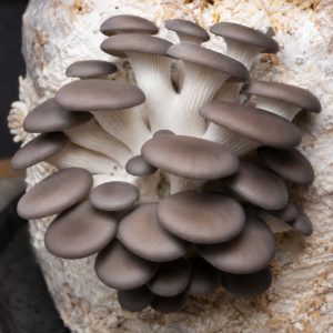 elm oyster spawn (hypsizygus ulmarius)