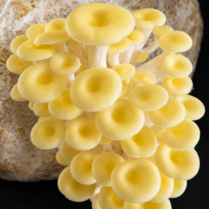 golden oyster spawn (pleurotus citrinopileatus)