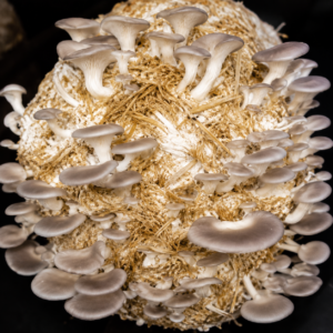 gray oyster spawn (pleurotus sajor caju)
