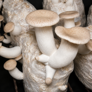 king oyster spawn (pleurotus eryngii)