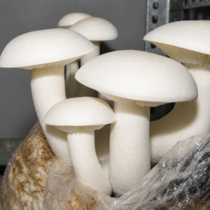 milky mushroom spawn (calocybe indica)