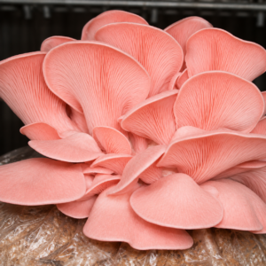 pink oyster spawn (pleurotus djamor)